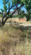 Talin VFRG - wildfire deployment - Aragatsavan - August 2025 